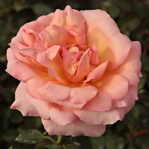 Galben-roz pestriț - trandafir teahibrid